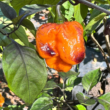 Pockmark Orange - Seeds - The Pepper Pantry (Formerly Marie Sharp's)